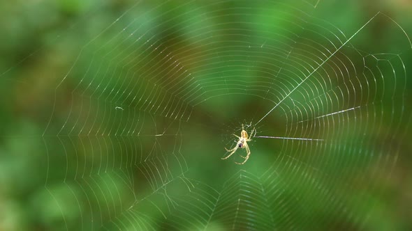 Small light spider with long legs in the center of the spider silk sways in the wind. Shooting macro