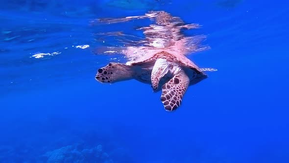 Sea Turtle Breathing at Water Surface