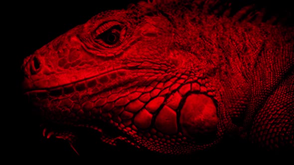 Lizard Under Red Heat Lamp
