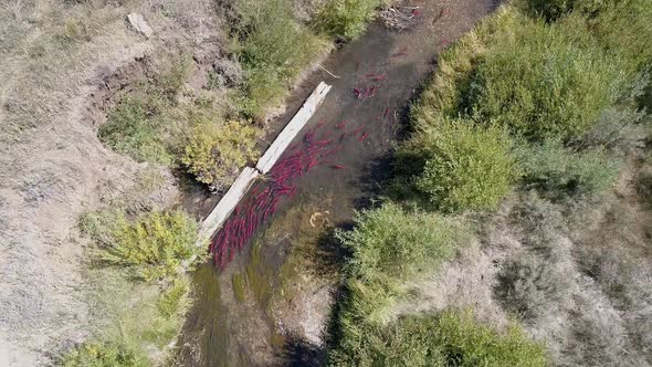 Aerial view of salmon spawning up small river