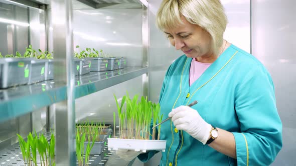 Lab Worker Reviews Growing Young Green Sprouts in Soil in Small Boxes on Shelves of Special Chamber