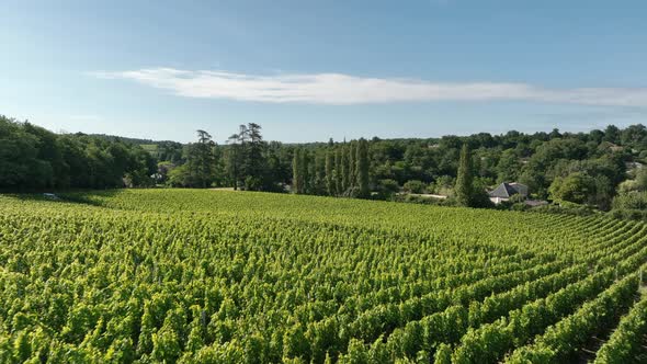 Vineyard in the Bordeaux Wine Region in France