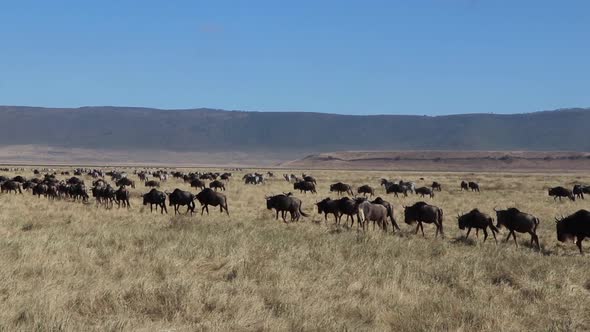 A  clip of a herd wildebeest, Connochaetes taurinus or Gnu marching across a open plain during migra