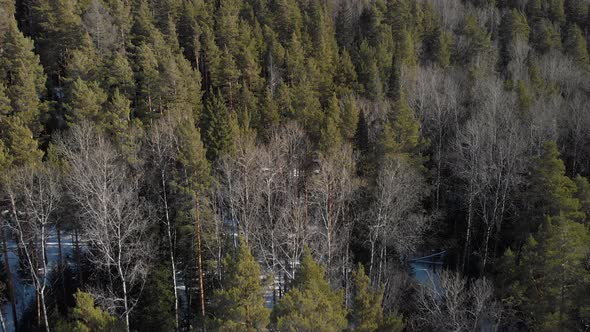 Pine Forest In The Afternoon