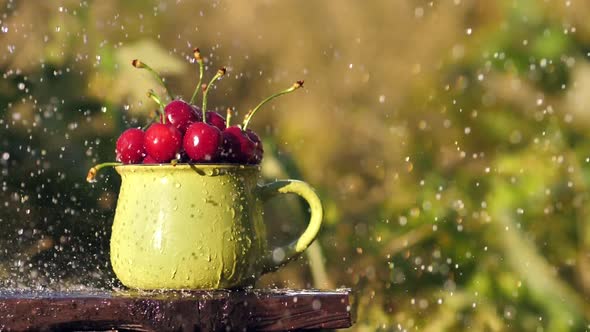 Drops of Water Fall on the Red Berries of Ripe Cherries in a Mug in the Garden