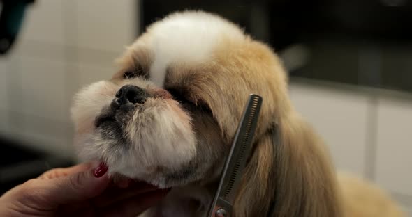 Grooming of Dogs