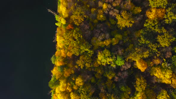 Aerial View of the Lake and the Bright Autumn Forest on Its Shore