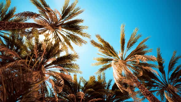 Palm Trees at Sunset Light and Sky