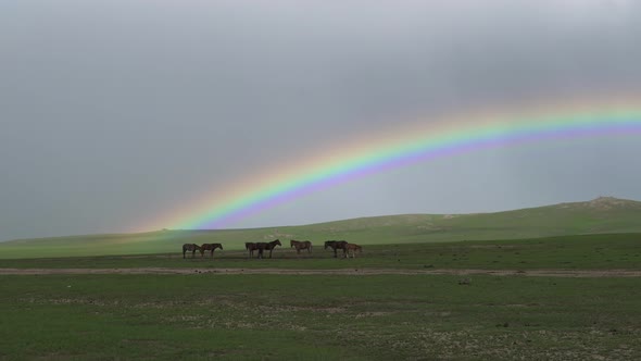 Rainbow and Horses in Vast Green Meadow