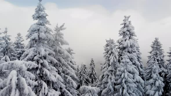 Aerial Flying Above Winter Forest in Mountain Valley 