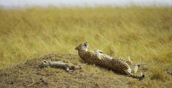 Cheetah and cubs sleeping