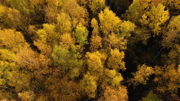 Autumn Forest, Top View. Crowns of Trees with Yellow Foliage. Deciduous Forest in the Fall.