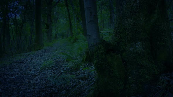 Passing Old Tree By Path In The Evening