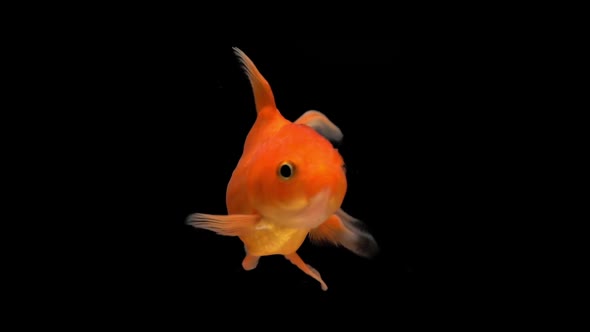 Slow motion of goldfish, fish isolated on black background. Animal in water.