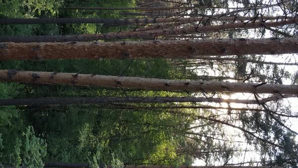 Vertical Video of a Forest with Pine Trees