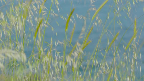 Green pasture and wind flowing