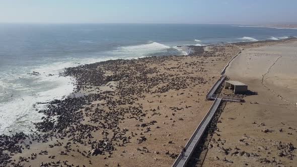 Aerial drone view of pod of seals and sea lions at a Africa beach