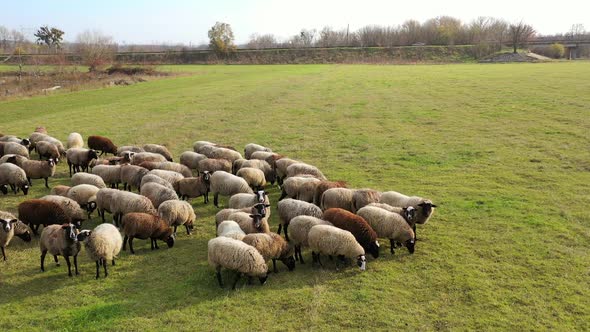 Beautiful sheep in pasture.