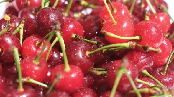 Many Ripe Red Cherries with Water Drops