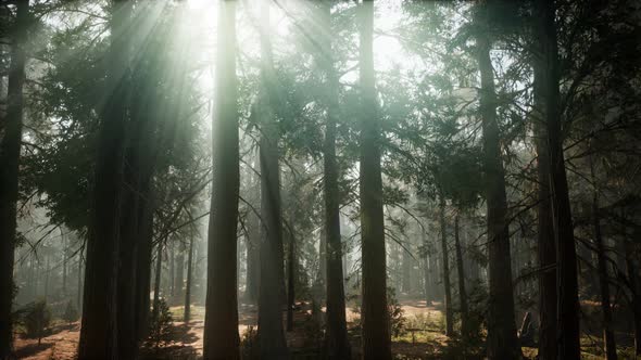 Sequoia National Park Under the Fog Mist Clouds alt