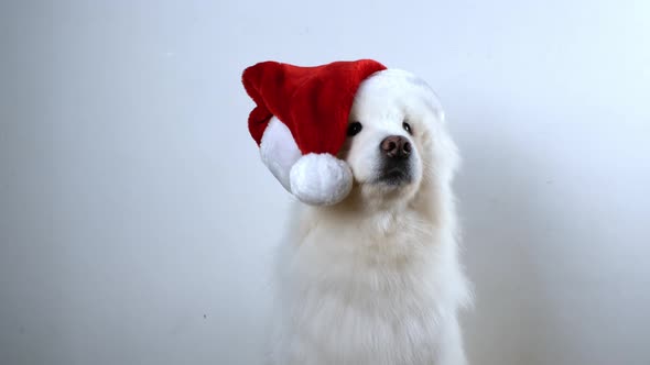 White Samoyed dog preparing for the Christmas holidays and the New Year.