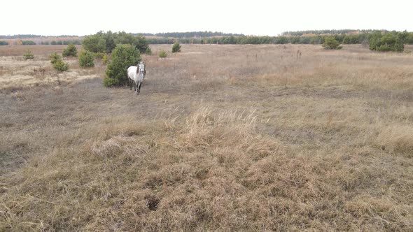 Lonely Horse in the Field During the Day