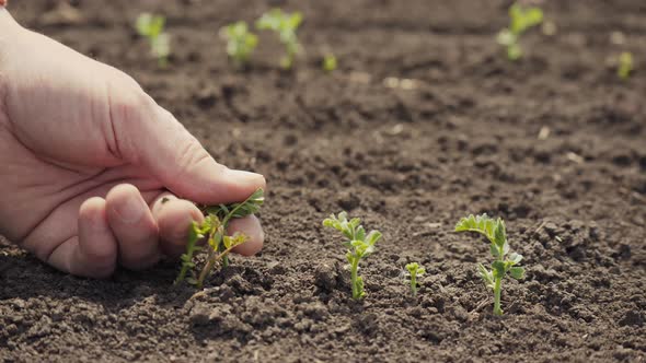 Farmer Touches Sprouted Sprouts of Chickpea in Field