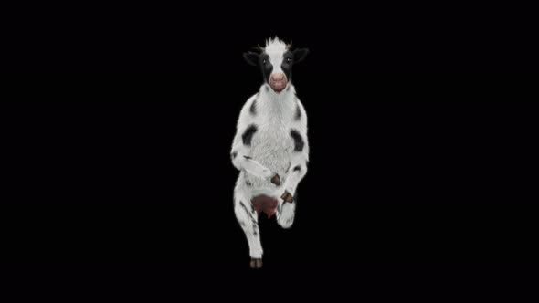 Cow Dance 4K