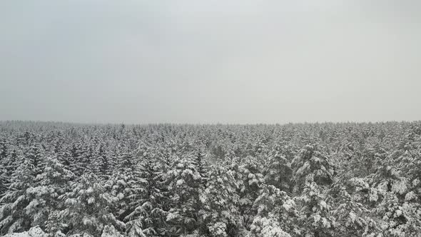 View From the Height of the Winter Forest with Snowcovered Trees in Winter