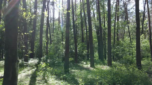 Beautiful Green Forest on a Summer Day Slow Motion