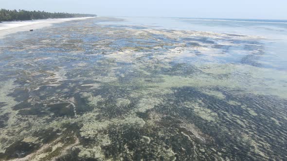 Ocean Low Tide Near the Coast of Zanzibar Island Tanzania