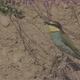 European Beeeater or Merops Apiaster - VideoHive Item for Sale