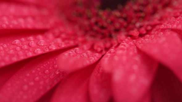 Gerbera Petals With Water Drops