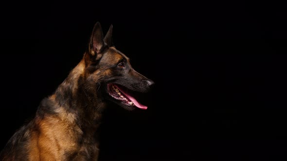 Shorthair Brown Malinois Bard Dog Catching Yellow Ball on Black Background