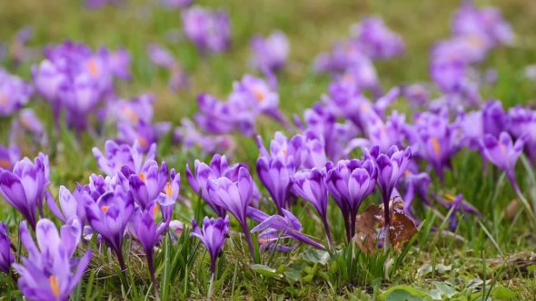 Crocus Flowers Field