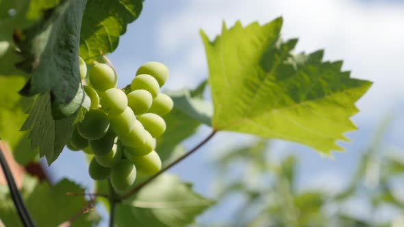 Green fruit on grapevines against blue sky 4K footage