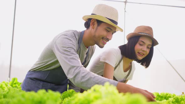 Asian young man and woman farmer owner working in vegetables hydroponic farm with happiness.