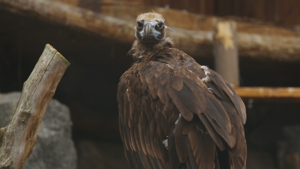 European Black Vulture (Aegypius Monachus)