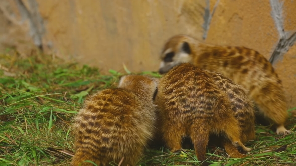 Meerkat Family Plays