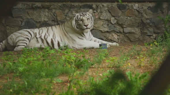White Tigress In Zoo