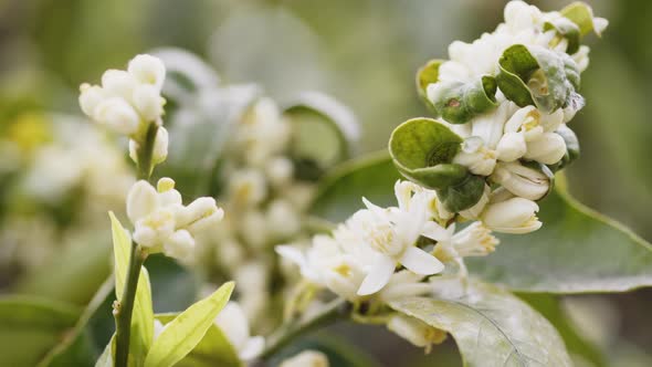 Orange Tree Blossoms in the Countryside