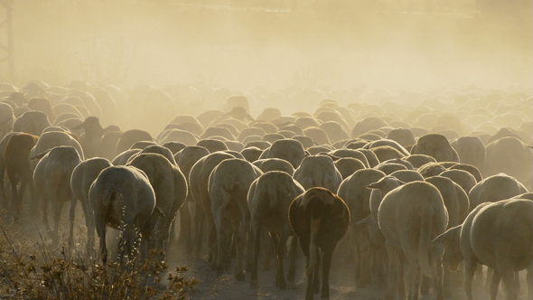 Cattle Sheep Walking at Sunset