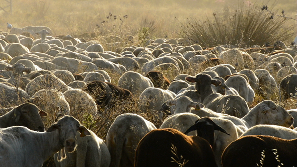 Livestock Sheep Grazing at Sunset