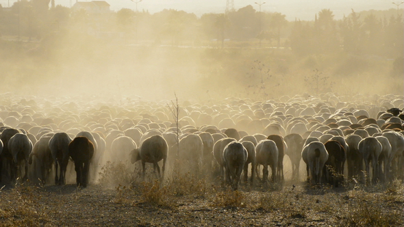 Cattle Sheep Grazing at Sunset