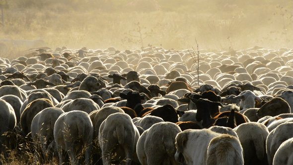 Cattle Sheeps Walking at Sunset