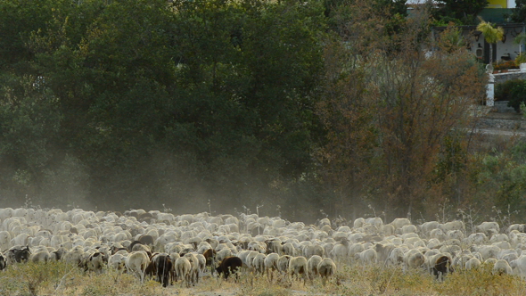 Flock of Sheep Walking Sundown