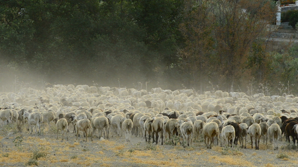 Sheeps in Herd at Sunset