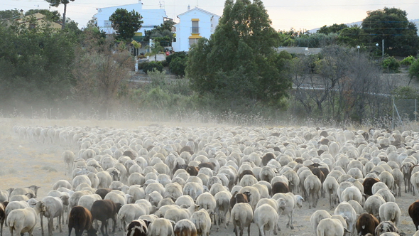 Sheeps Flock Grazing