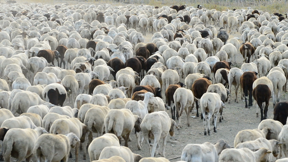 Sheep Herd Grazing