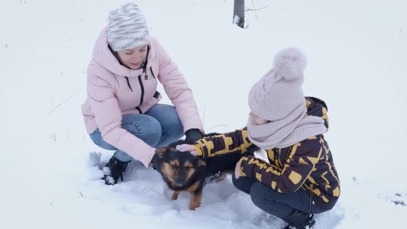 Winter Promenade with Dog
